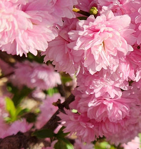 Almond Blossom - Shaniko Tweed
